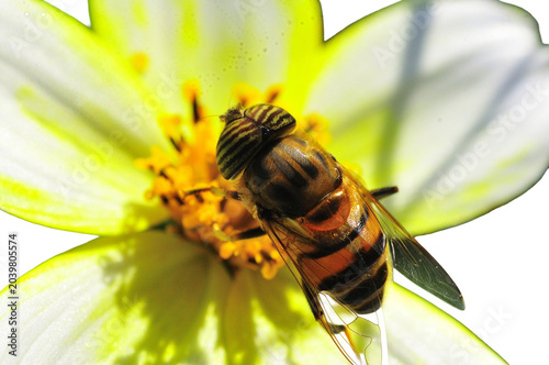 Fotografía Tiger fly sucking nectar on a transparent background