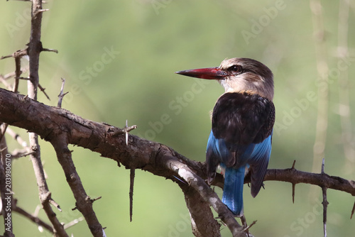 Εκτύπωση καμβά Braunkopfliest / Brown-hooded kingfisher / Halcyon albiventris