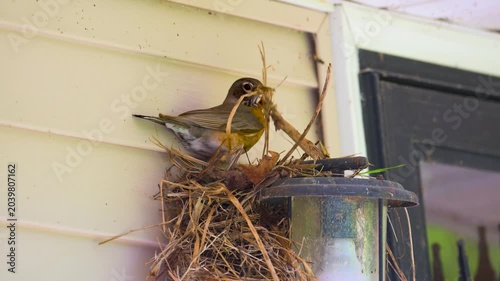 A female robin makes a mess while building her nest on our front porch lamp this Spring in Windsor in Upstate NY.  