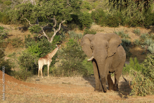 Foto Giraffe / Giraffe / Giraffa camelopardalis