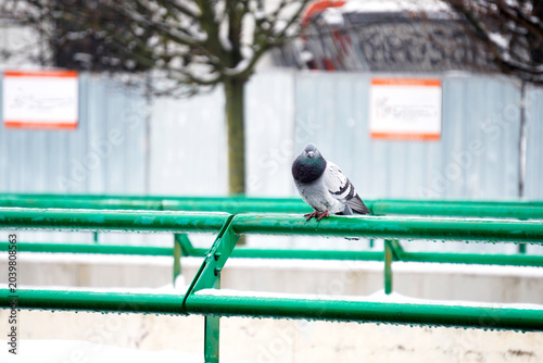 A lone pigeon perched on a wet, snow-dusted green metal railing in an urban winter setting. Symbol of nature adapting to city environments and cold weather resilience.
