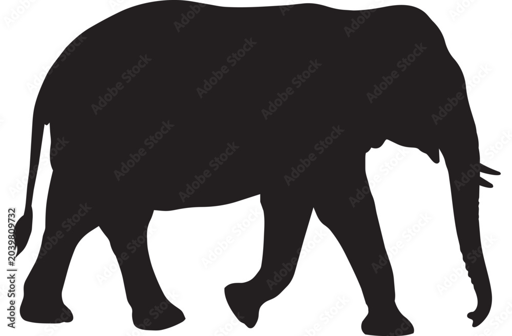 Fototapeta premium Black elephant silhouette walking