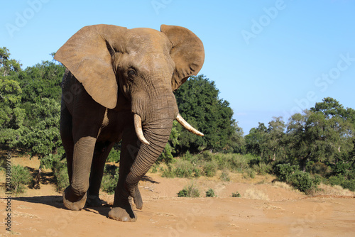 Canvas Print Afrikanischer Elefant / African elephant / Loxodonta africana