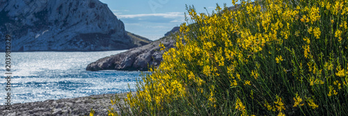 Φωτογραφία Genêts en fleurs au bord de mer à Callelongue