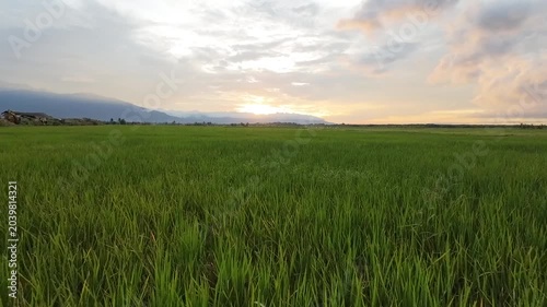 Green rice field at sunset. Camera slowly moves forward across a lush tropical rice field as the setting sun lights distant mountains and soft clouds with warm evening colors.