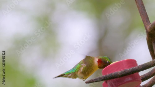 A male Ruby-throated Hummingbird feeding on nectar at the button feeders in our yard in Windsor in Upstate NY.