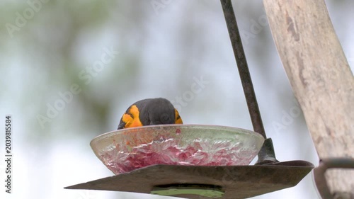 Birds fighting for a spot to eat at the Jelly feeder hanging in our yard in Windsor, in Upstate NY.  Orioles and Grosbeaks compete for the right to eat.  Action-packed survival video.