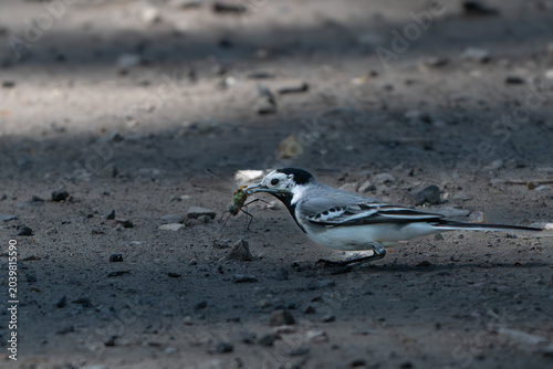 Tableau sur toile White wagtail carrying an insect in its beak