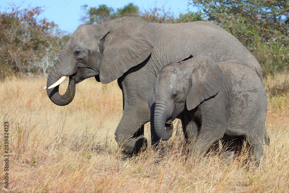 Fototapeta premium Afrikanischer Elefant / African elephant / Loxodonta africana