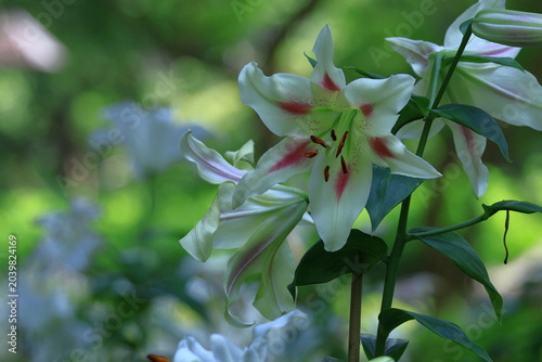 Bilde på lerret 純潔を象徴する花