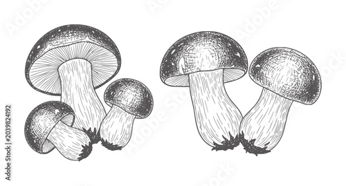 Konstfotografi Vintage of forest mushrooms in dark gray and white fungi nature