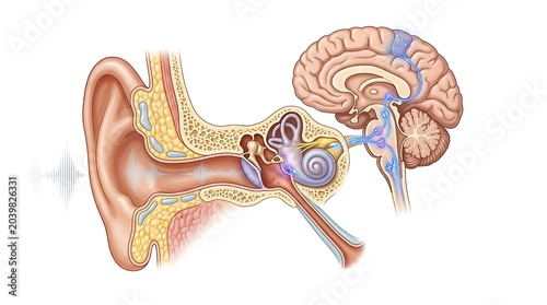 Auditory pathway from human ear to brain cortex