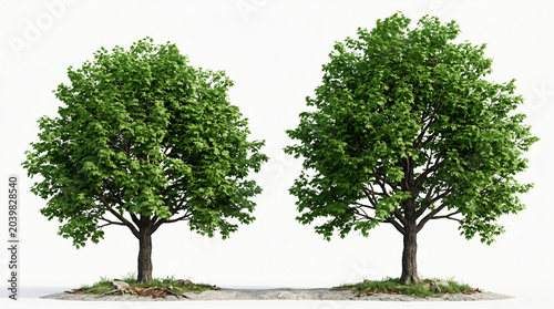 two Acer Saccharum 3d trees of Sugar Maple With Lush Green Canopies Against white Background 