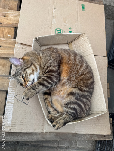Tabby pregnant cat lying in a cardboard box