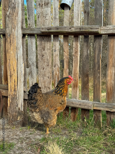 Chicken standing by a rustic wooden fence