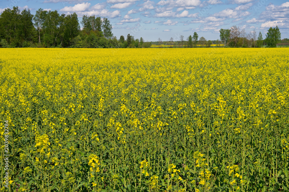 Fototapeta premium Field of rape, flowerinh in the middle of May.
