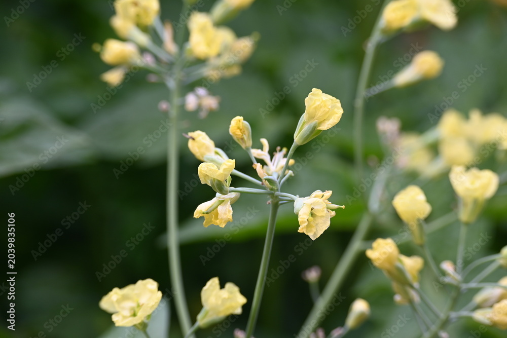 Obraz premium Cauliflower in the flowering stage. Cauliflower is typically harvested before its undeveloped buds have a chance to bloom. If left in the field, it reaches the flowering stage, producing long stalks.