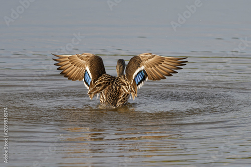 Stockente