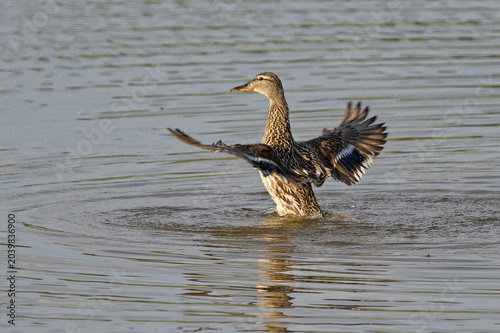 Stockente