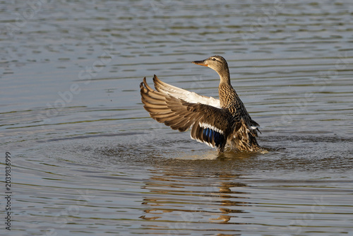 Stockente