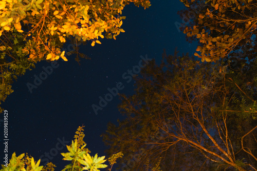 View through trees towards the a starry night sky. Serene night sky filled with bright twinkling stars