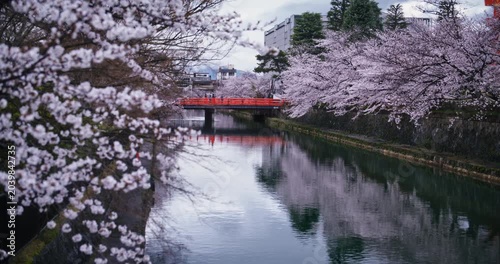 Beautiful view of old Japanese bridge, canal and spring cherry blossom trees - wide shot