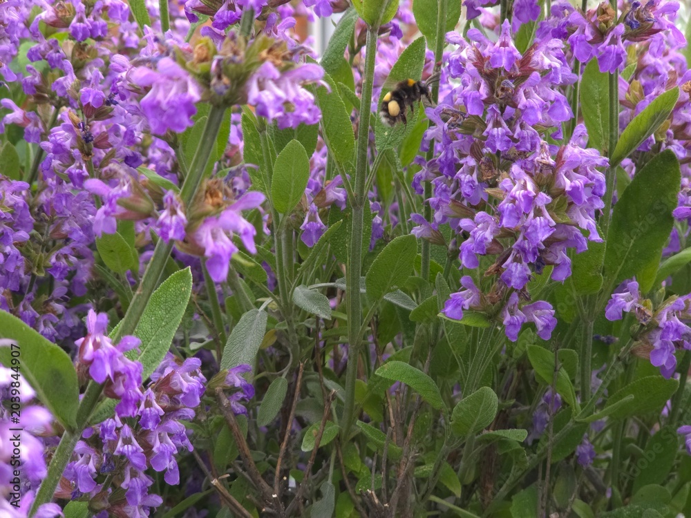Obraz premium purple flowers in the garden
