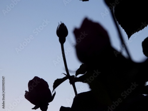 Schilderij op canvas The roses appear as delicate silhouettes against a clear sky