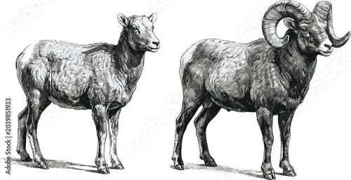 Foto Detailed Hand-Drawn Sketch Illustration of a Bighorn Sheep Ram and Ewe Pair Isol
