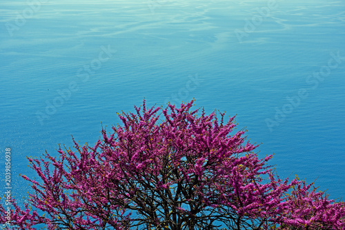 Photos The Cercis siliquastrum tree, commonly known as the Judas Tree in spring in Sant