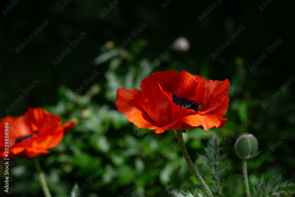 Fototapeta premium Natürliche Blumenfotografie einer roten Klatschmohnblüte mit lebendigen Sommerfarben
