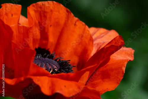Zarte Klatschmohnblüte im Garten mit natürlichem Sonnenlicht und lebendigen Farben