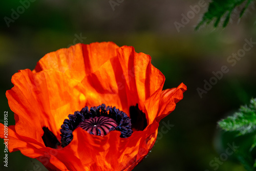 Einzelne leuchtende Mohnblüte im Garten mit natürlichem Hintergrund und Tageslicht