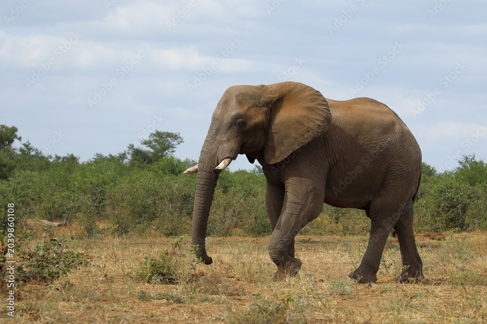 Fototapeta premium Afrikanischer Elefant / African elephant / Loxodonta africana