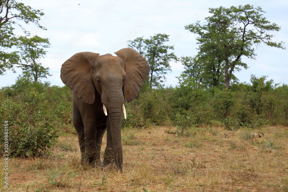 Fototapeta premium Afrikanischer Elefant / African elephant / Loxodonta africana