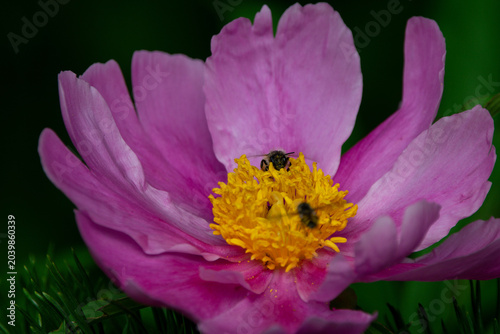 Detailaufnahme von Bienen auf pinken Pfingstrosen im warmen Sonnenlicht eines Sommertages
