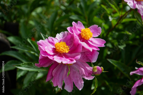 Blühende pinke Pfingstrosen im Garten mit weichem Bokeh und frischer natürlicher Atmosphäre