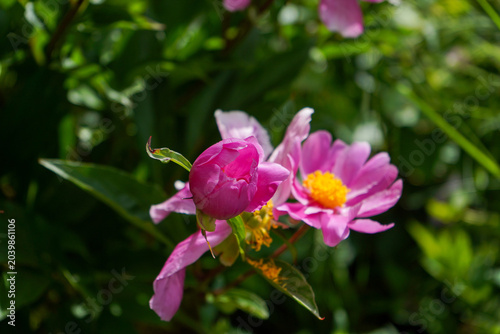Zarte rosa Pfingstrosen im Grünen – natürliche Blumenfotografie für Frühling, Garten und Naturthemen