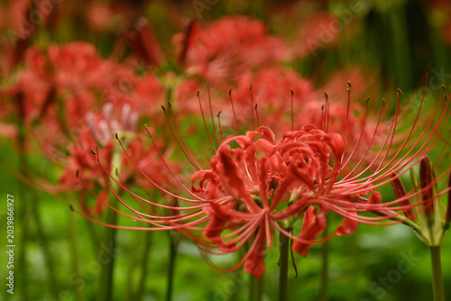 Photos Vibrant red spider lily (Lycoris radiata) blooming in a field of autumn flowers