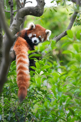 red panda in tree