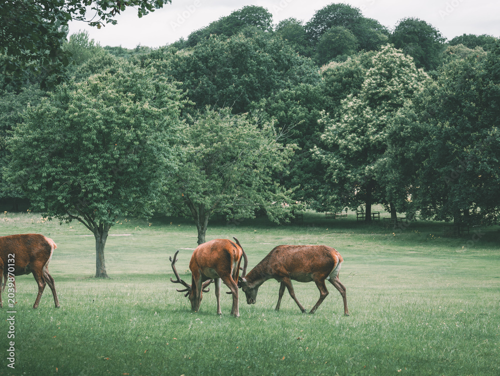 Fototapeta premium Deer in the park