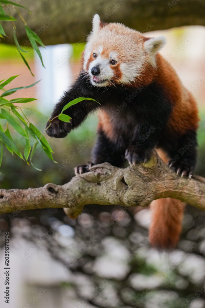 Fototapeta premium red panda eating bamboo leaves