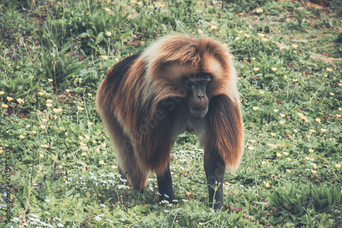 Photography Monkey in the grass
