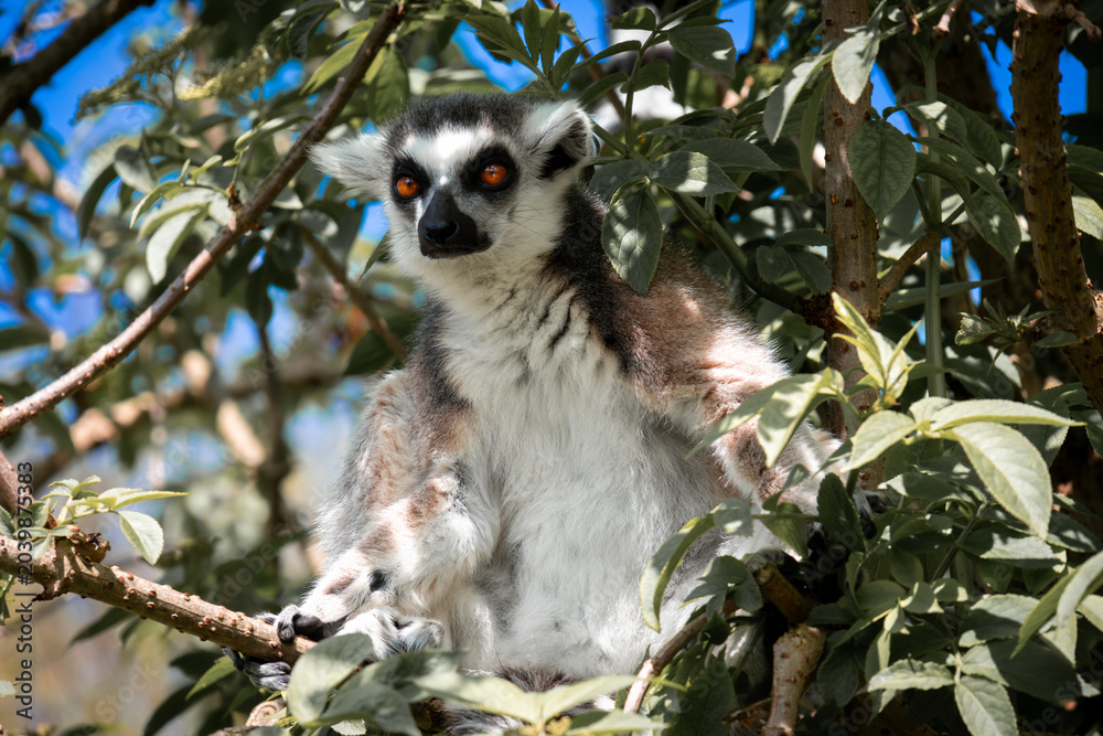 Fototapeta premium ring tailed lemur