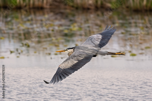 Great Blue Heron in flight over marsh environment