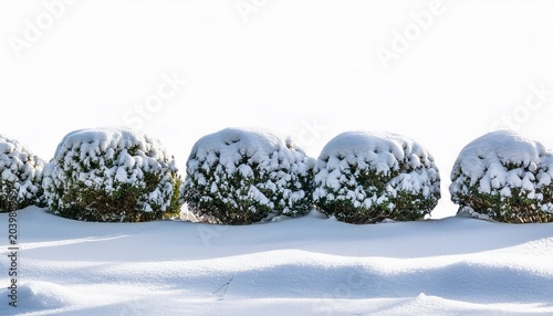 Row Of Small Bushes Or Shrubs Heavily Covered With Fresh White Snow Against Transparent Background Creating Stark Winter Landscape Element For Seasonal Design Projects
