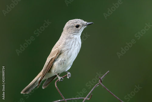 Fényképezés Extreme close-up of a Spotted Flycatcher (Muscicapa striata) perched on a wire (isolated on blurred background)