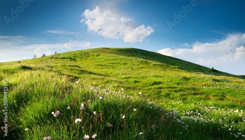 Green Grass Hill With Flowers