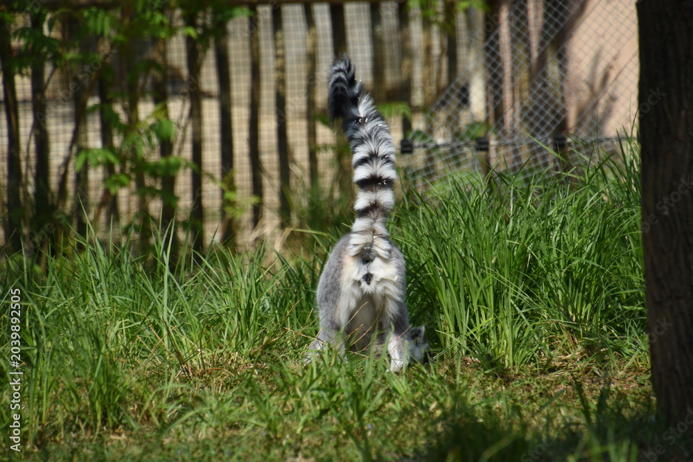 Fototapeta premium ring tailed lemur