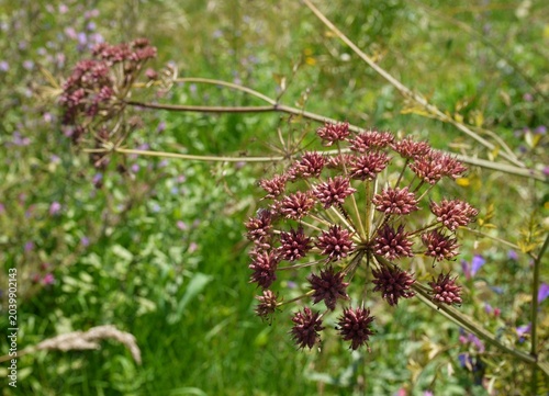 Tableau sur toile Burgundy angelica umbel blooming in a summer meadow